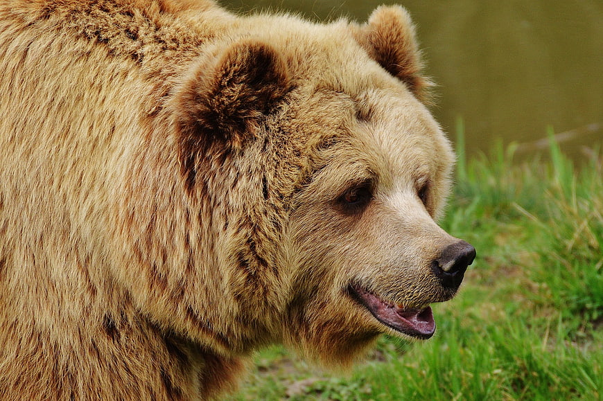 Close-up profile of a brown bear in a natural setting