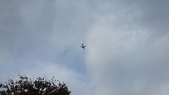 Airplane flying in cloudy sky with tree branches