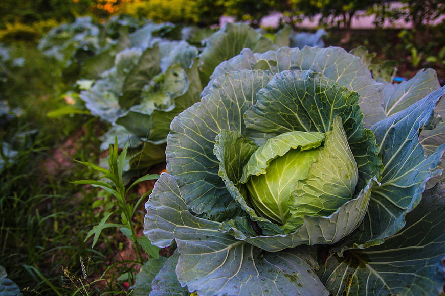Fresh Green Cabbage Growing in Organic Garden