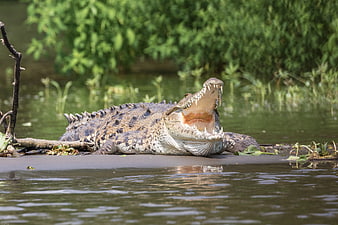 Crocodile with open mouth on riverbank in Costa Rica