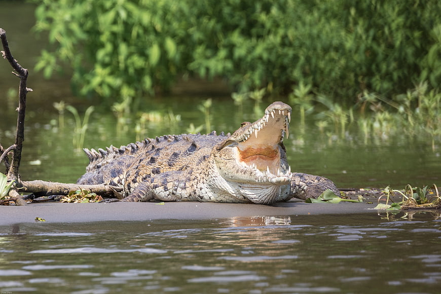 Crocodile with open mouth on riverbank in Costa Rica
