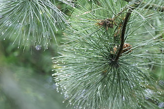 Close-up of pine needles with raindrops and pine cone