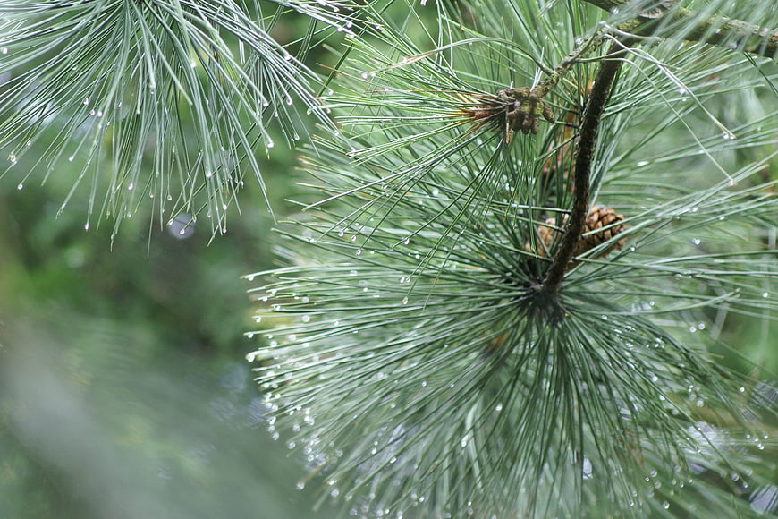 Close-up of pine needles with raindrops and pine cone