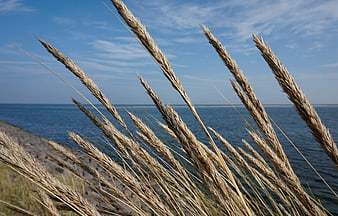 Dried Reed Grasses Against Blue Sky and Water
