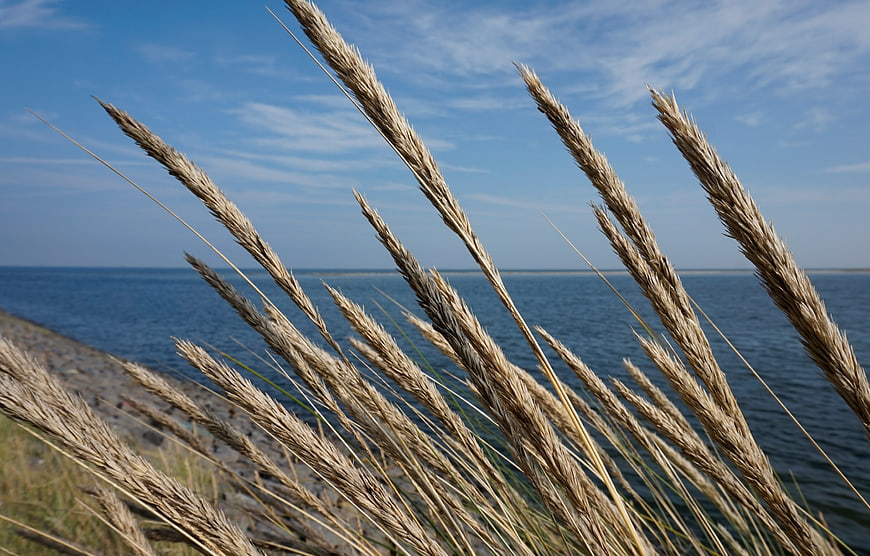 Dried Reed Grasses Against Blue Sky and Water