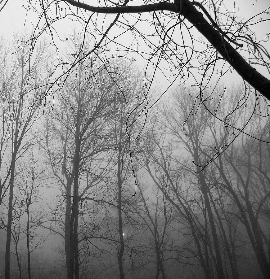 Black and white misty forest with bare trees
