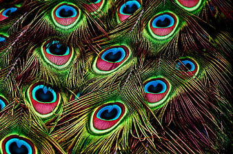 Vibrant Peacock Feather Pattern Close Up