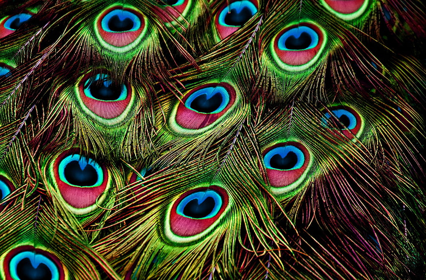 Vibrant Peacock Feather Pattern Close Up