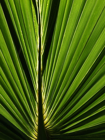 Close-up of vibrant green palm leaf texture with natural light
