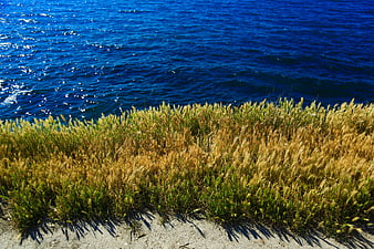 Golden Grass on Cliff Edge Overlooking Deep Blue Ocean