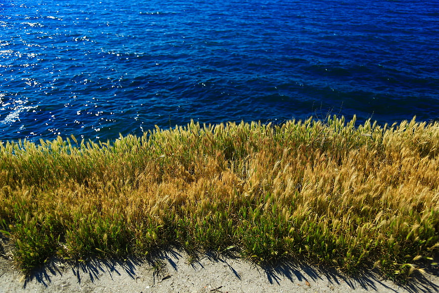 Golden Grass on Cliff Edge Overlooking Deep Blue Ocean