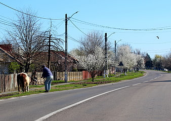 Rural village road with cow and man in spring