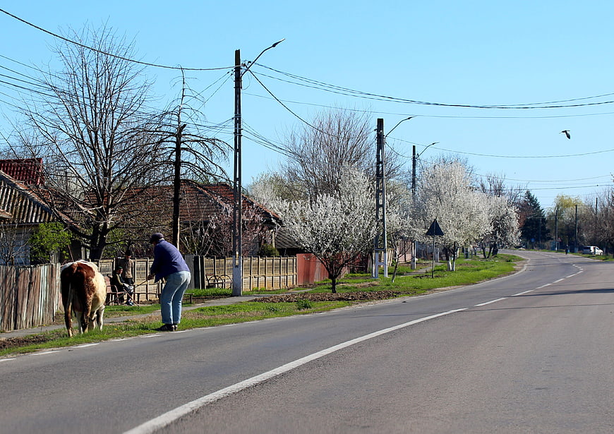 Rural village road with cow and man in spring