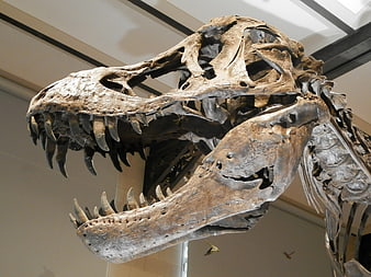Close-up of a carnivorous dinosaur skull with sharp teeth in a museum