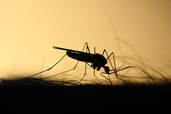 Mosquito Silhouette Feeding On Human Skin Against Golden Background
