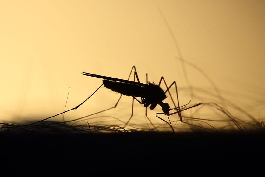 Mosquito Silhouette Feeding On Human Skin Against Golden Background