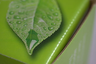 Close-up of green leaf with water droplets on packaging