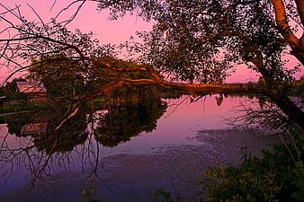 Pink Sunset Reflection Over Lake With Overhanging Tree
