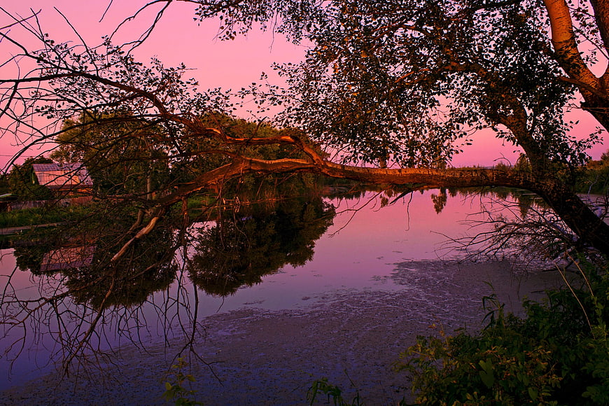 Pink Sunset Reflection Over Lake With Overhanging Tree