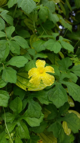 Yellow Bitter Melon Flower with Water Droplets on Green Leaves
