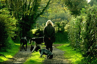 Woman Walking Four Dogs on Sunlit Forest Path