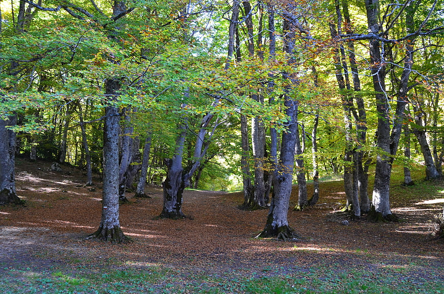 Sunlit Forest Path with Green and Yellow Autumn Leaves