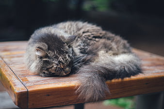 Sleeping Fluffy Gray Tabby Cat Resting On Wooden Table