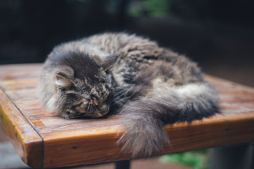 Sleeping Fluffy Gray Tabby Cat Resting On Wooden Table