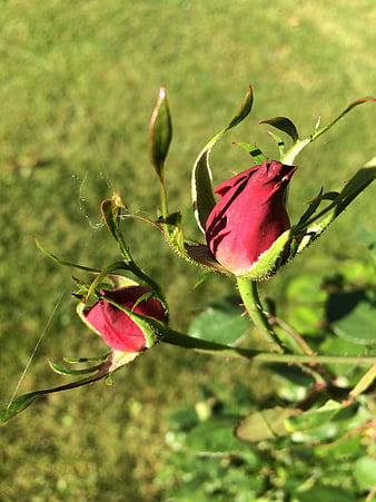 Close-up of vibrant red rose buds in a garden
