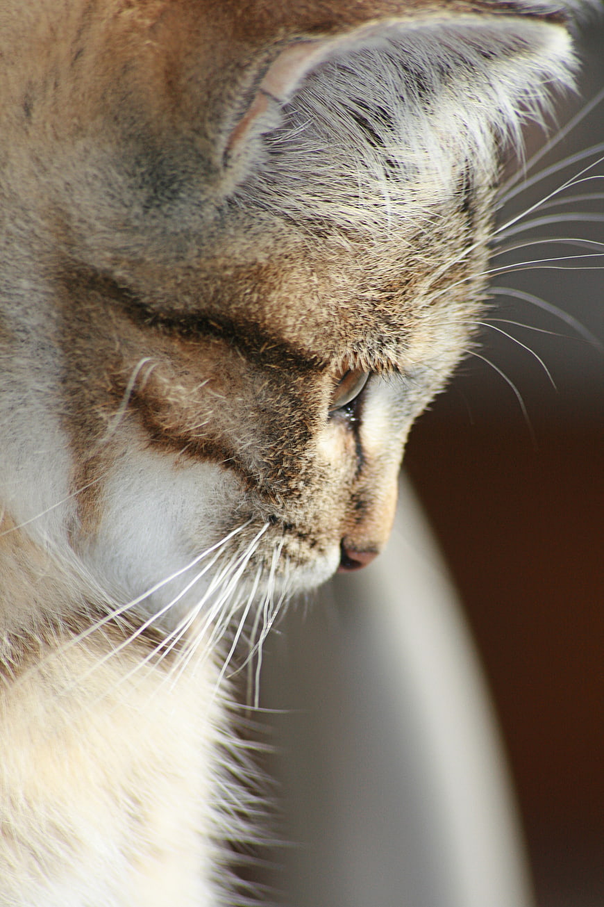 Close-up profile of a tabby cat with soft fur and whiskers