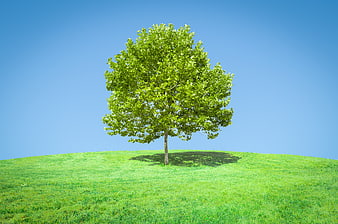 Lone Green Tree on Grassy Hill Against Blue Sky