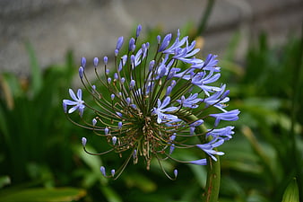 Close-up of Blue Agapanthus Flower in Garden