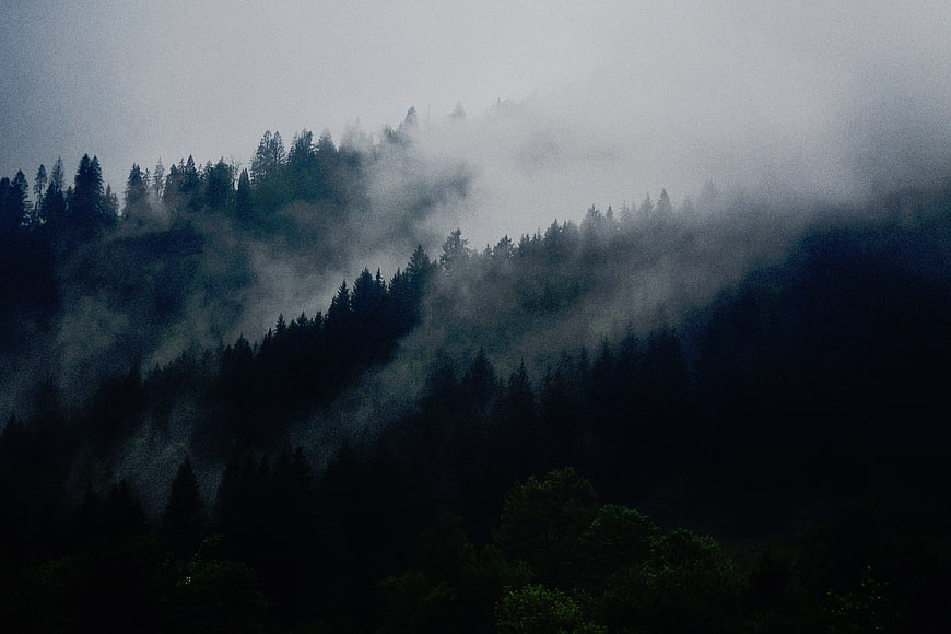 Misty forest landscape with fog rolling over dark pine trees