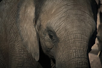 Close-up of elephant eye and wrinkled gray skin texture