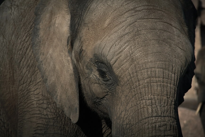 Close-up of elephant eye and wrinkled gray skin texture