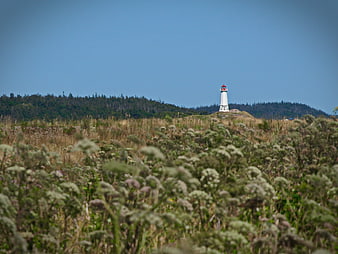 White Lighthouse on Hill with Blurred Wildflowers Foreground