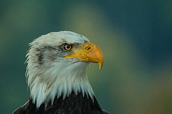 Close-up portrait of a bald eagle head with sharp yellow beak