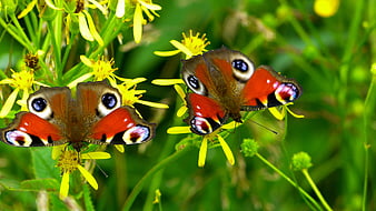 Two Peacock Butterflies on Yellow Meadow Flowers