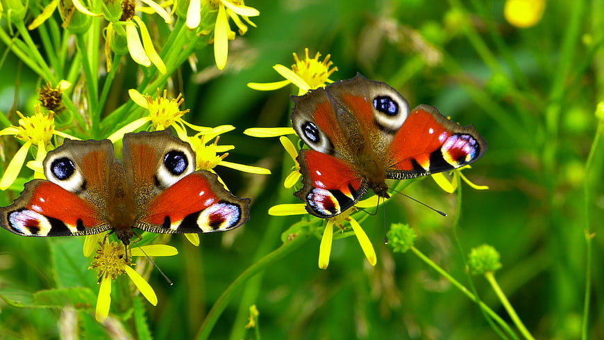 Two Peacock Butterflies on Yellow Meadow Flowers