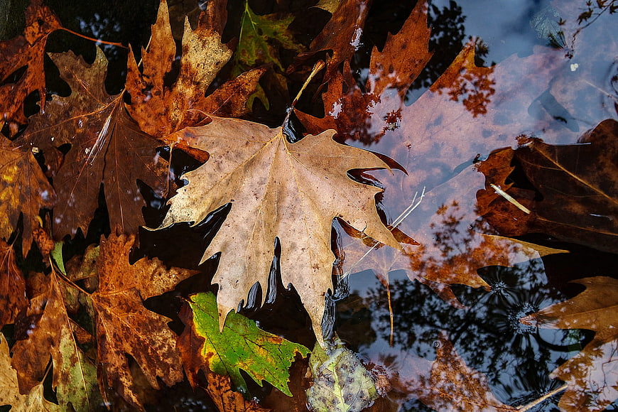 Autumn Oak Leaves Floating in Water