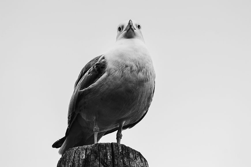 Black and white seagull perched on wooden post