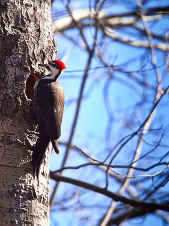 Pileated Woodpecker on Tree Trunk in Forest