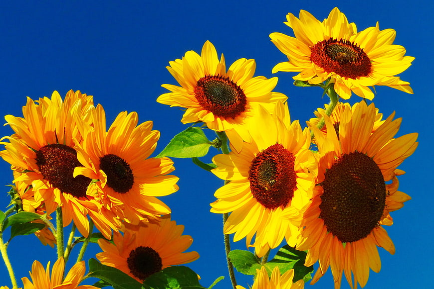 Vibrant Sunflowers Against Clear Blue Sky With Bees