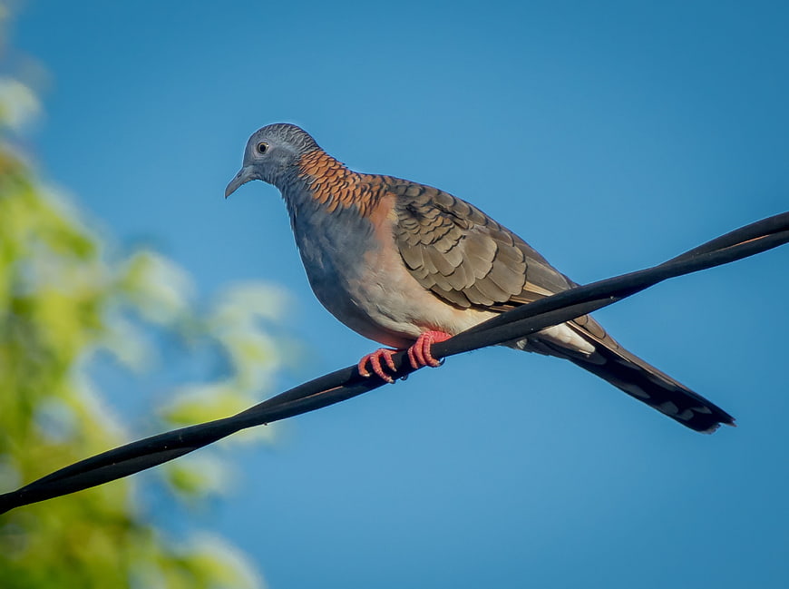 Orange-spotted Dove Perched on Wire Against Blue Sky