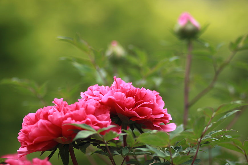 Vibrant Pink Peony Flowers in a Lush Green Garden