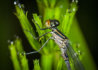 Macro close-up of a damselfly with dew drops on green plant