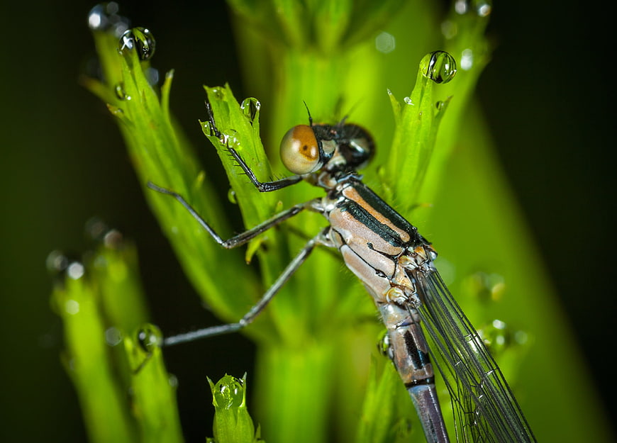 Macro close-up of a damselfly with dew drops on green plant