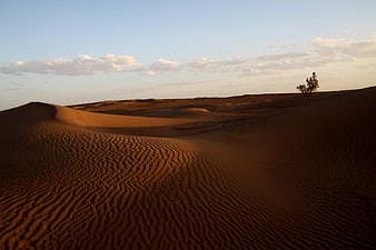 Golden sand dunes with a lone tree in the Moroccan desert at sunset