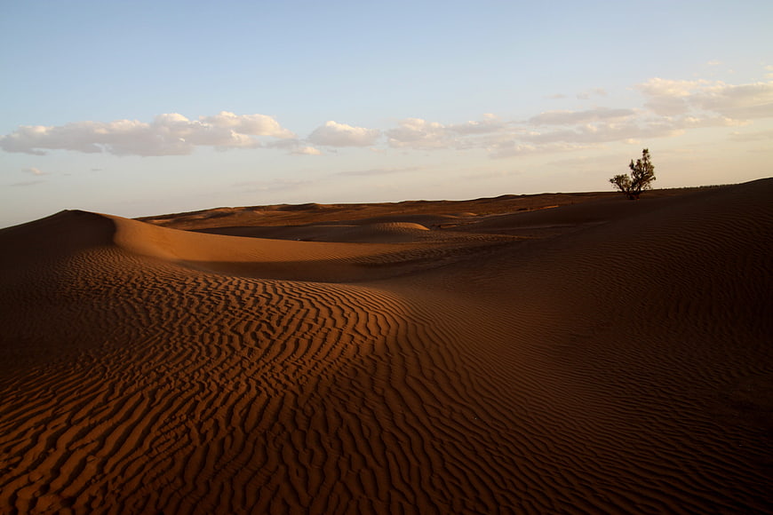 Golden sand dunes with a lone tree in the Moroccan desert at sunset