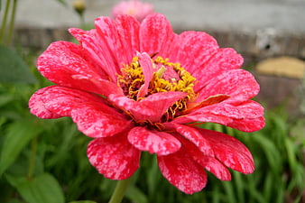 Vibrant Pink Zinnia Flower Close-Up
